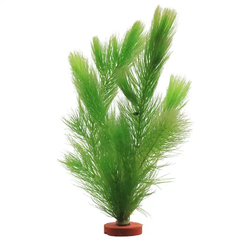 Ceratophyllum demersum 'Foxtail' Schwierigkeit Preisreduziert
