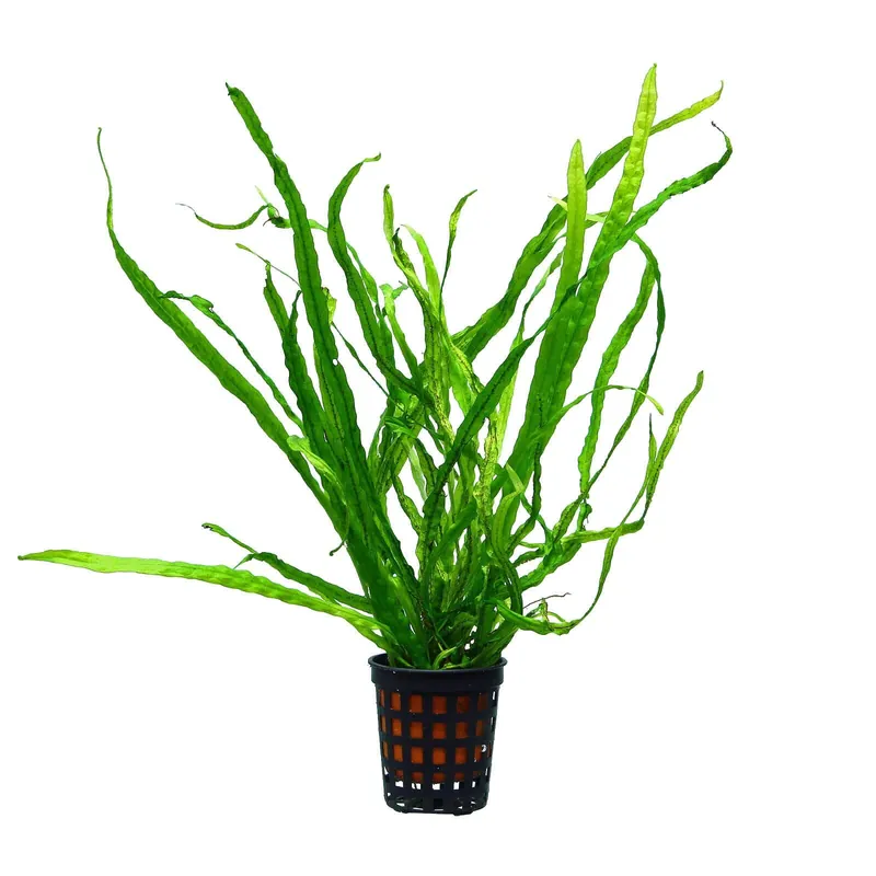 Microsorum pteropus "Taiwan Narrow" Schwierigkeit Jetzt Bestellen
