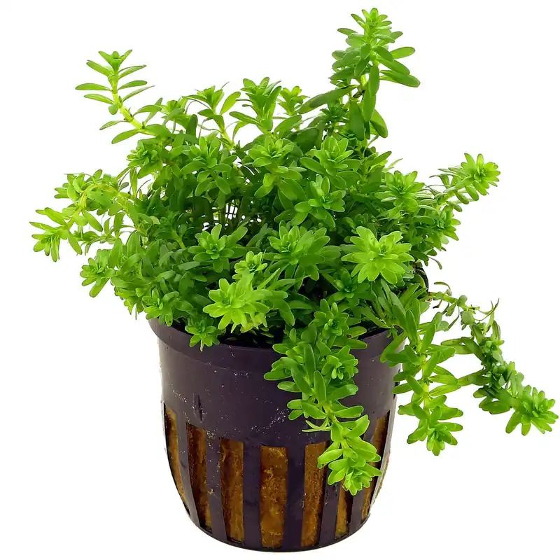 Rotala sp. "Nanjenshan" Schwierigkeit Knallerangebot