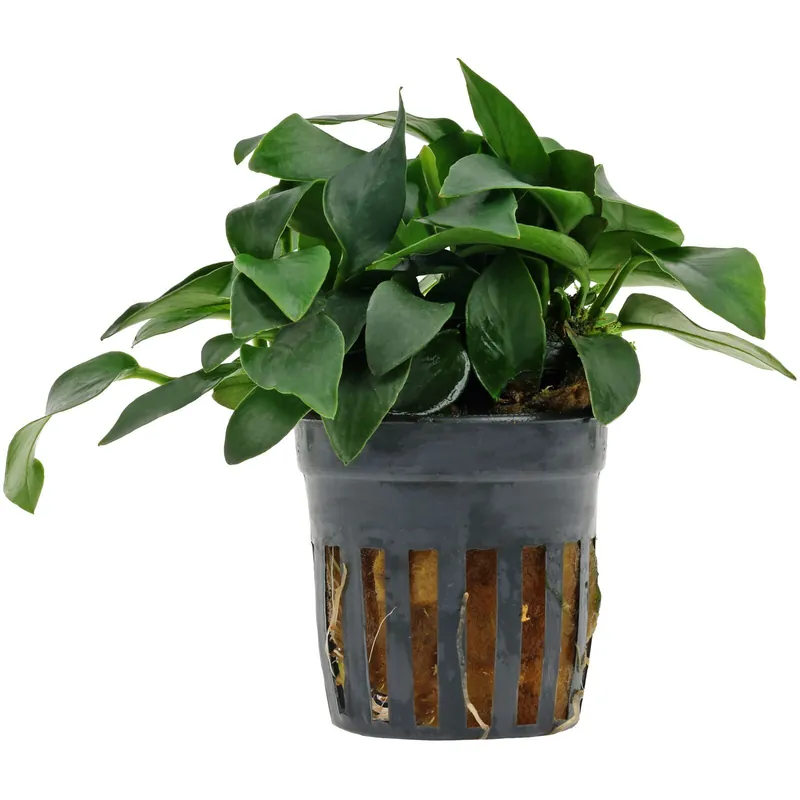 Mega-Angebot Anubias barteri var. nana 'Mini' Schwierigkeit