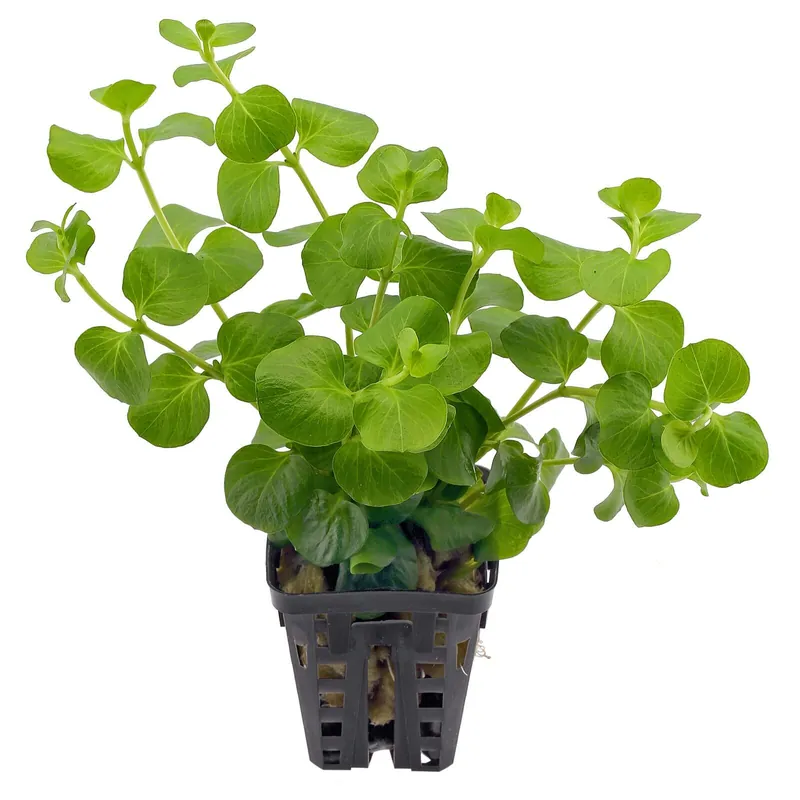 Neuheit Lysimachia nummularia Schwierigkeit