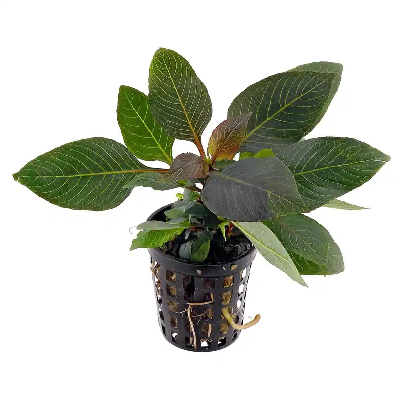 Markenware Hygrophila corymbosa "Kompakt" Schwierigkeit