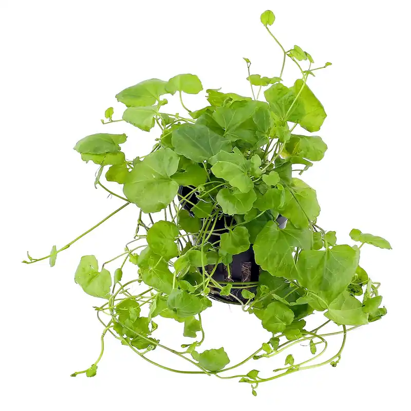 Cardamine lyrata Schwierigkeit Meistverkauft