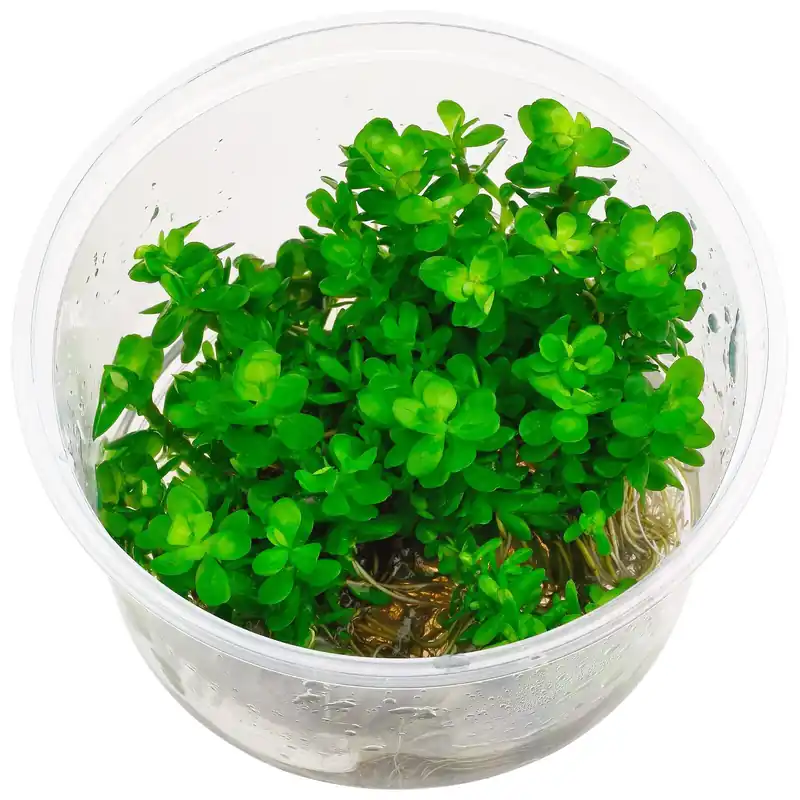 Heißes Angebot Rotala indica Schwierigkeit