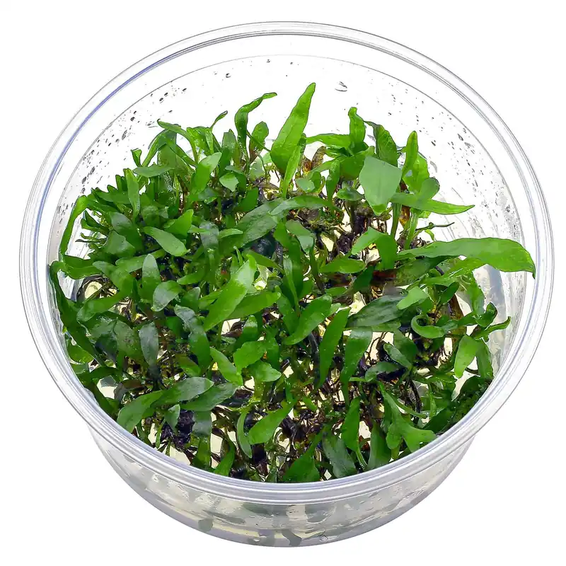 Microsorum pteropus Schwierigkeit Schneller Versand