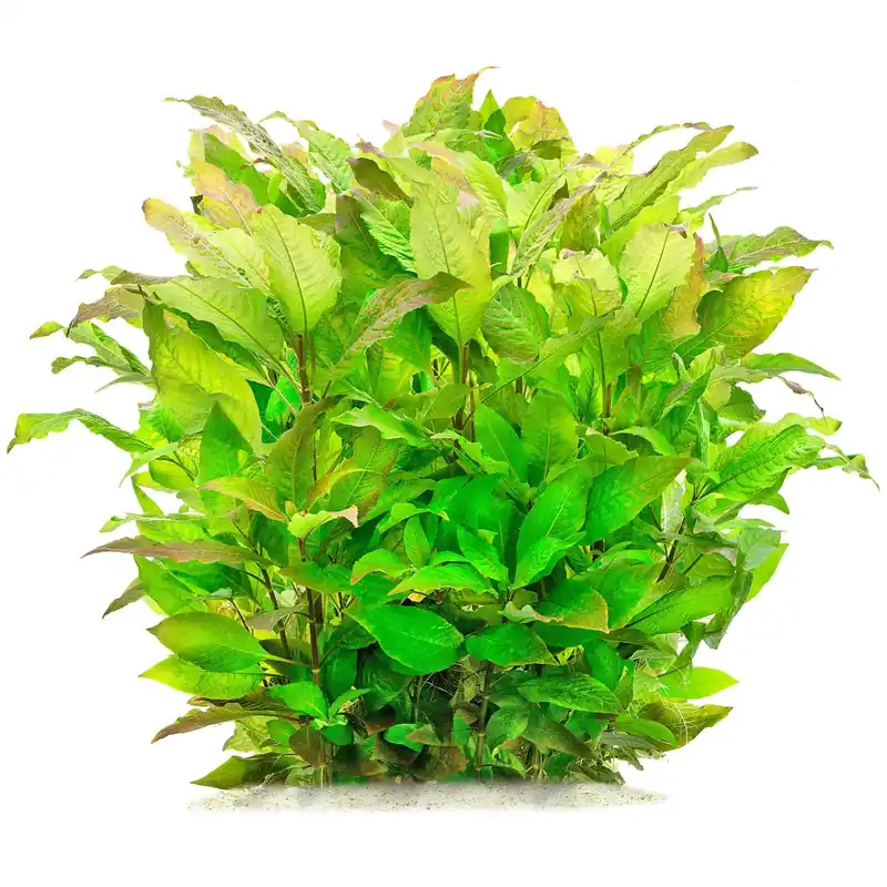 Sale Hygrophila corymbosa Schwierigkeit