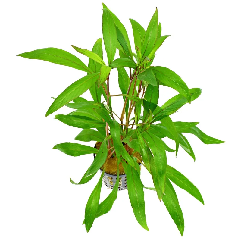 Garantierte Lieferung Hygrophila corymbosa "Thailand" Schwierigkeit