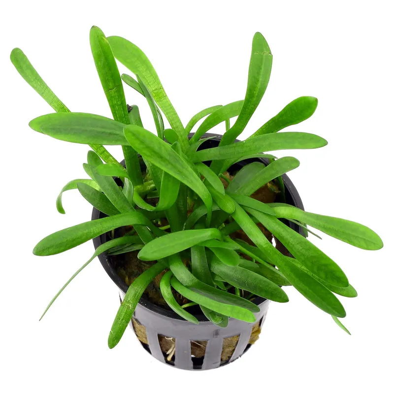 Sagittaria subulata "Pusilla" Schwierigkeit Finale Aktion