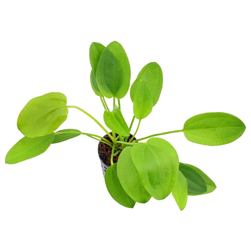 Saisonangebot Echinodorus × schlueteri Schwierigkeit