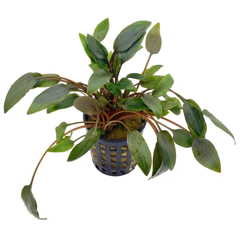 Angebot Cryptocoryne wendtii 'Kompakt' Schwierigkeit