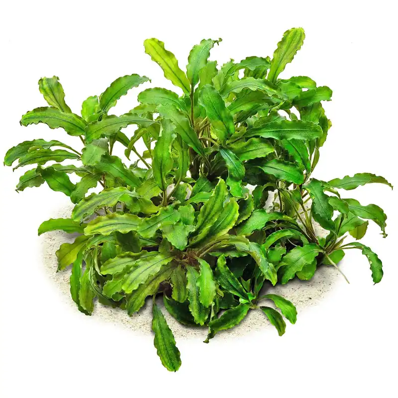 Bucephalandra pygmaea "Bukit Kelam / Sintang" Schwierigkeit Preis Gesenkt