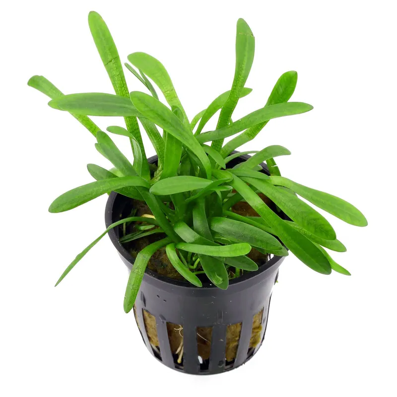 Echt Sagittaria subulata "Pusilla" Schwierigkeit