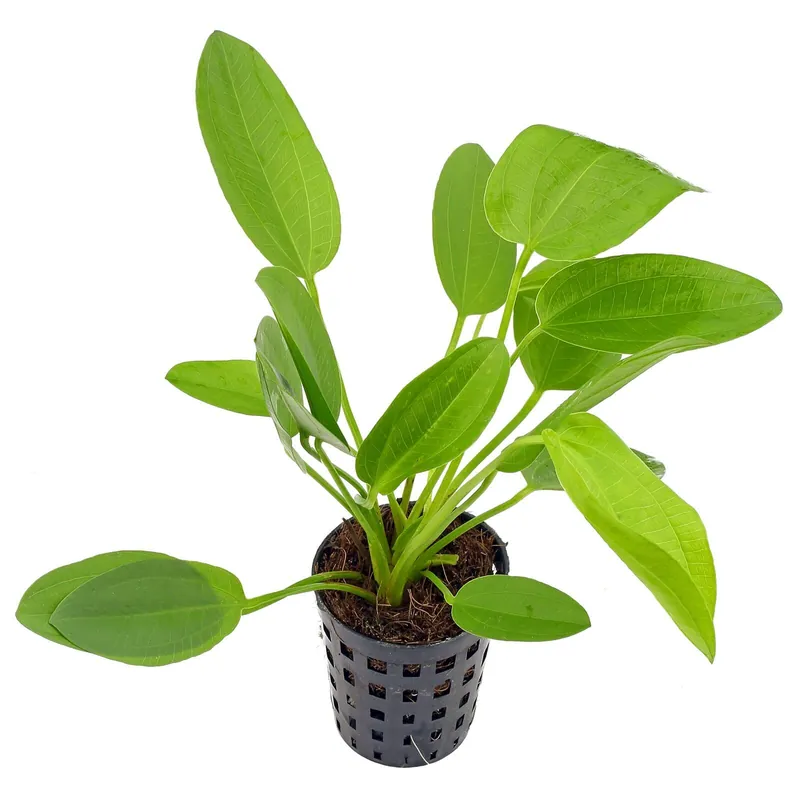 Echinodorus × schlueteri Schwierigkeit Jetzt Bestellen