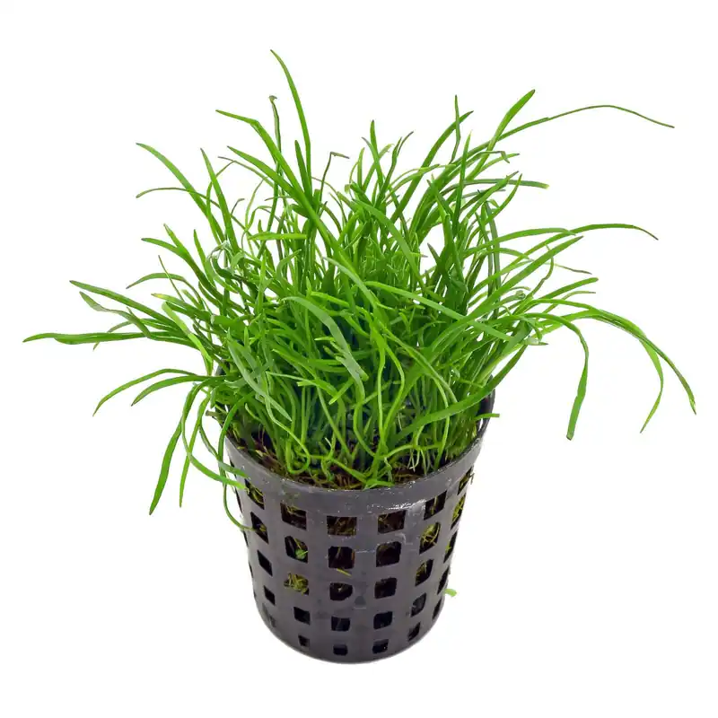 Jetzt Bestellen Lilaeopsis mauritiana Schwierigkeit