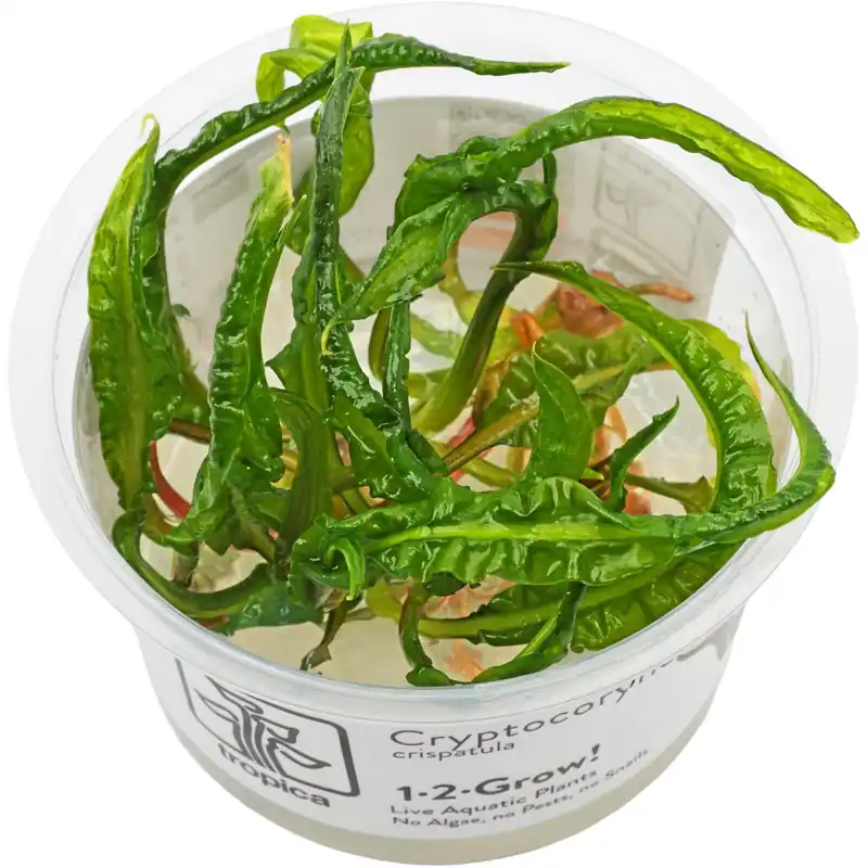 Cryptocoryne crispatula var. balansae Schwierigkeit Direkt Vom Hersteller