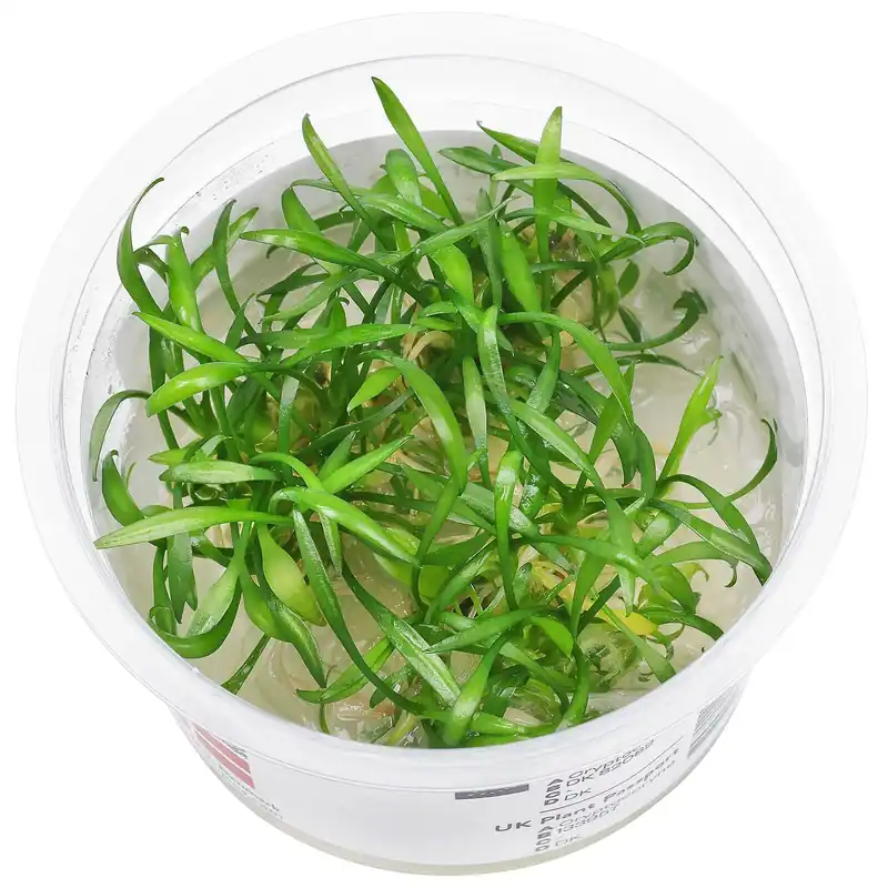 Cryptocoryne parva Schwierigkeit Schneller Versand