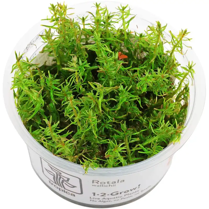 Sichere Zahlung Rotala wallichii Schwierigkeit