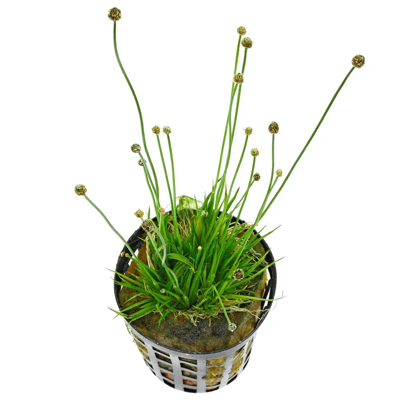 Eriocaulon cinereum Schwierigkeit Bestseller