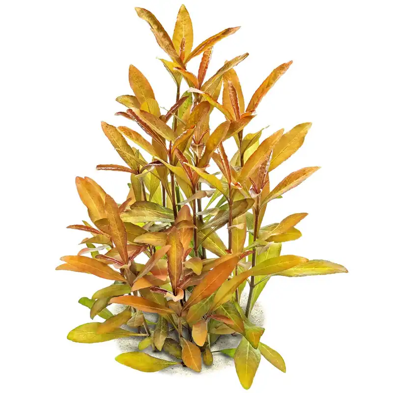 Mega-Angebot Hygrophila sp. 'Green Olive' Schwierigkeit