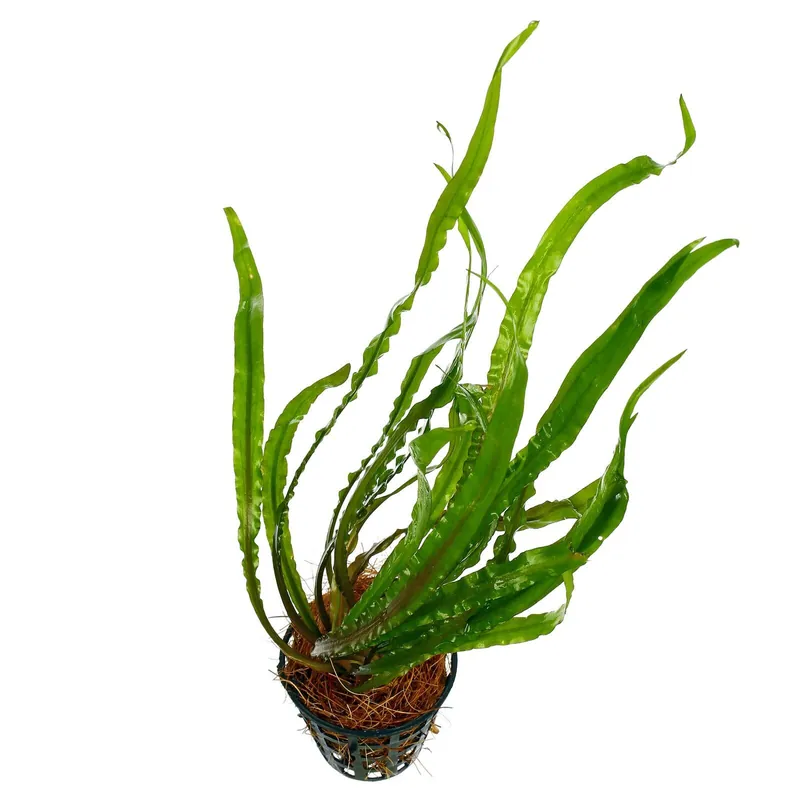 Abverkauf Cryptocoryne spiralis Schwierigkeit