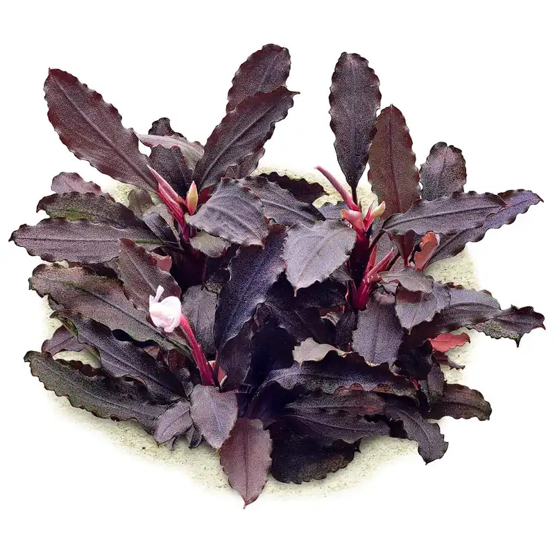 Nur Heute Bucephalandra sp. "Lamandau Purple" Schwierigkeit