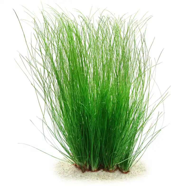 Knallerangebot Eriocaulon breviscapum Schwierigkeit