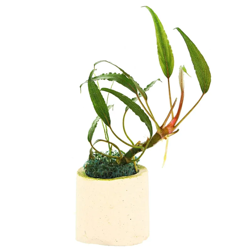 Schismatoglottis roseospatha Schwierigkeit Letzte Chance