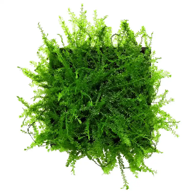 Highlight Hydropogonella gymnostoma Schwierigkeit