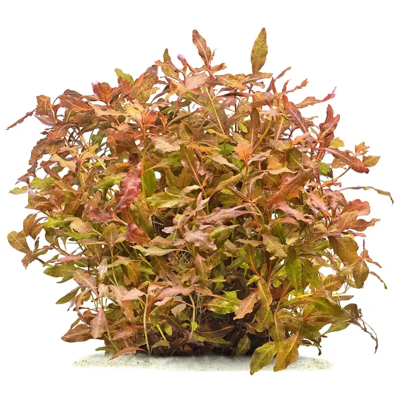 Hygrophila sp. "Brown" Schwierigkeit Sichere Zahlung