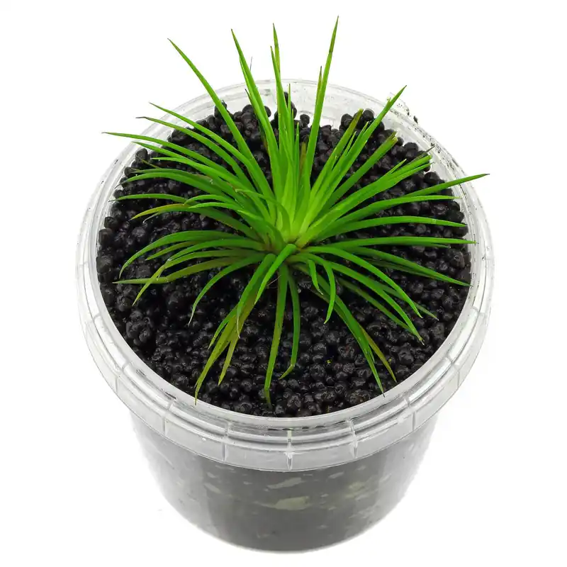 Super-Preis Eriocaulon sp. "Polaris" Schwierigkeit