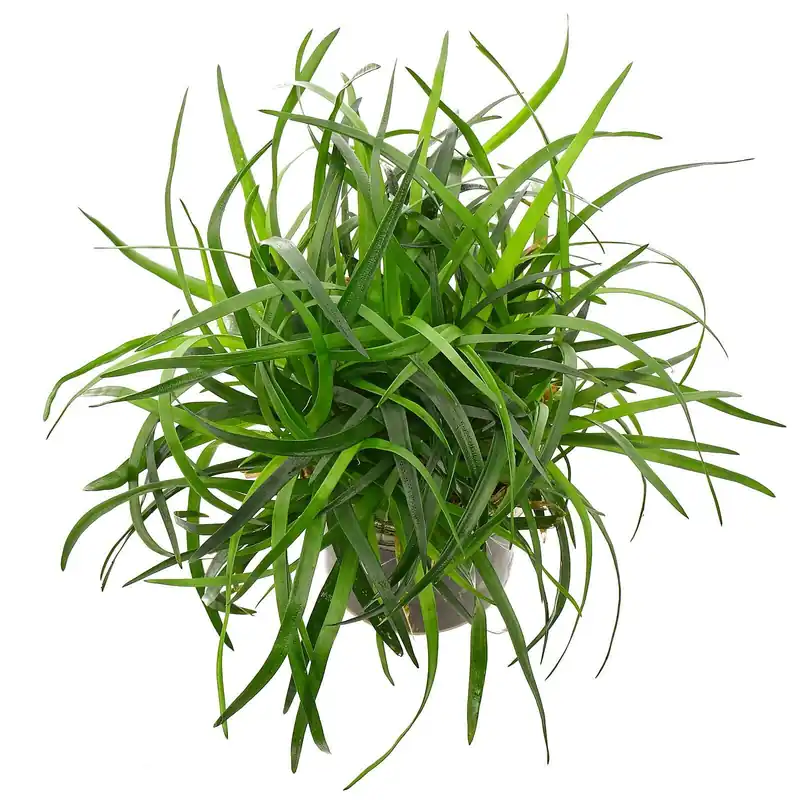 Markenprodukt Eriocaulon sp. "Vietnam" Schwierigkeit