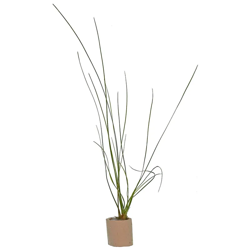 Preisreduziert Eriocaulon sp. "Feather Duster" Schwierigkeit
