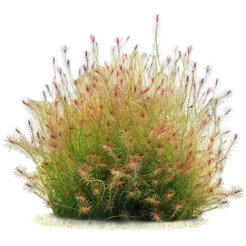 Meistverkauft Mayaca sp. "Santarem Red" Schwierigkeit