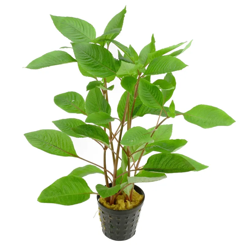 Hygrophila corymbosa Schwierigkeit Solange Der Vorrat Reicht