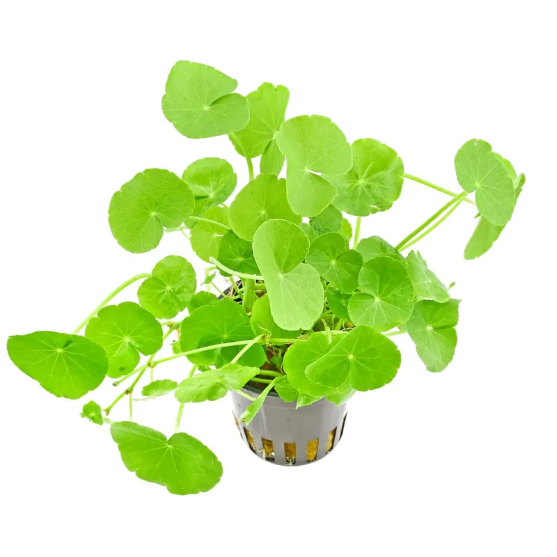 Letzte Chance Hydrocotyle leucocephala Schwierigkeit