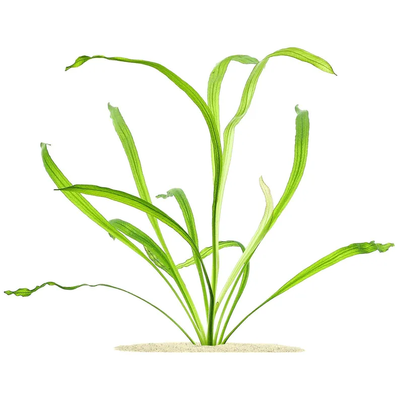 Echinodorus uruguayensis ("africanus") Schwierigkeit Heißes Angebot