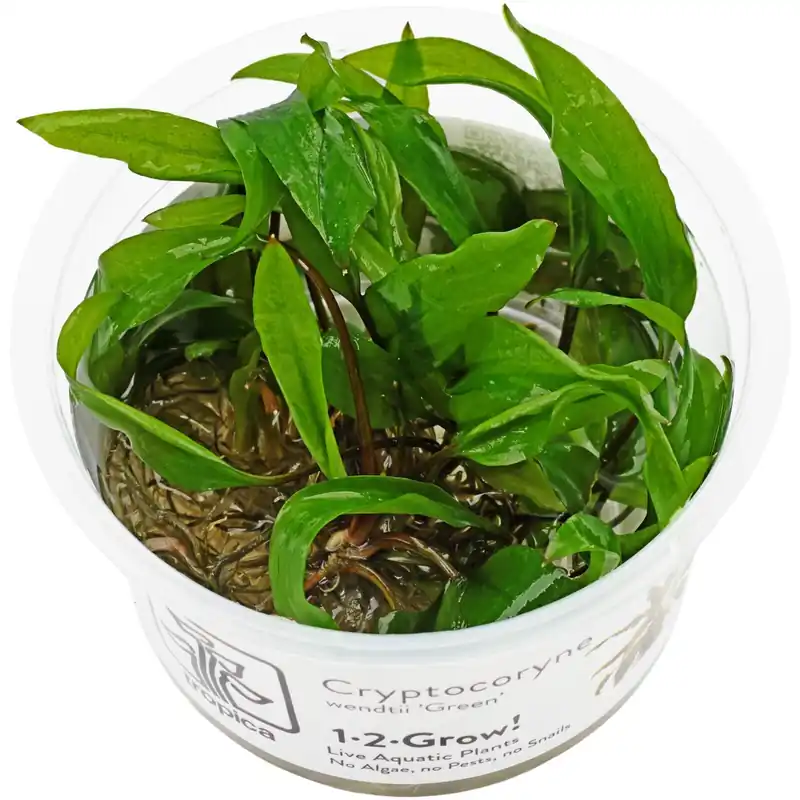 Cryptocoryne wendtii "Green" Schwierigkeit Preisknaller