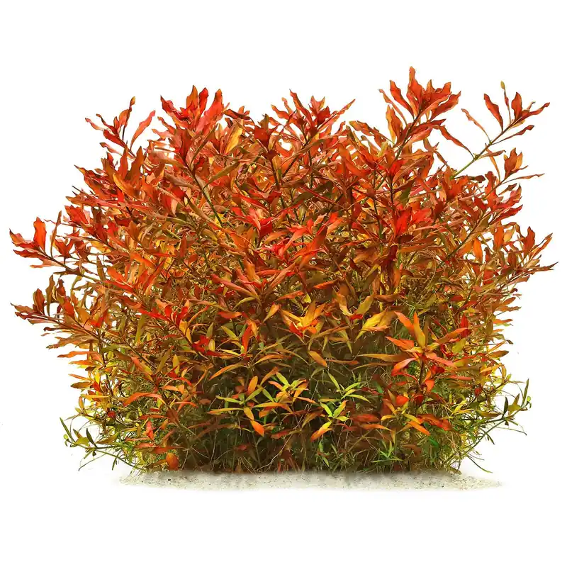 Sofort Bestellen Ludwigia repens × arcuata Schwierigkeit