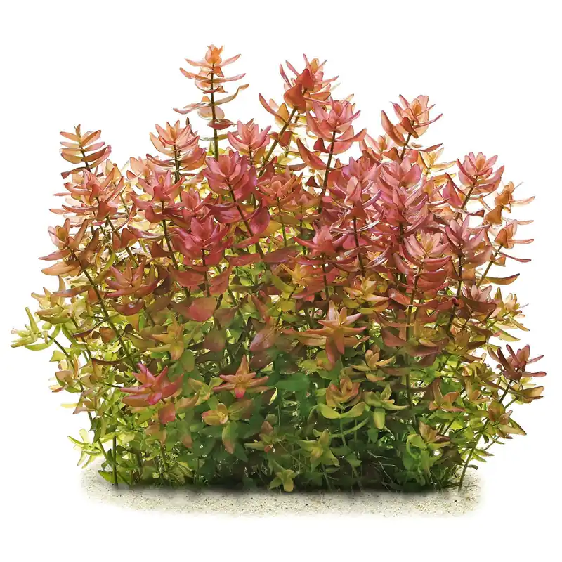 Rabatt Bacopa caroliniana "Colorata" Schwierigkeit