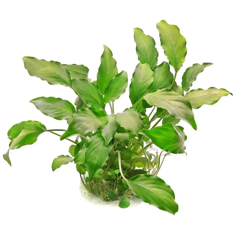 Schismatoglottis prietoi Schwierigkeit Ausverkauf