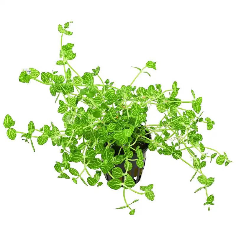Preis Gesenkt Lindernia rotundifolia 'Variegated' Schwierigkeit