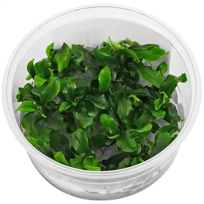 Ausverkauf Bucephalandra pygmaea "Bukit Kelam / Sintang" Schwierigkeit