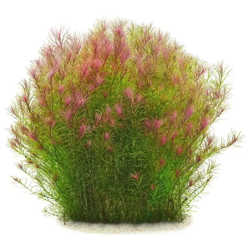Preisknaller Rotala sp. "Long Leaf" Schwierigkeit