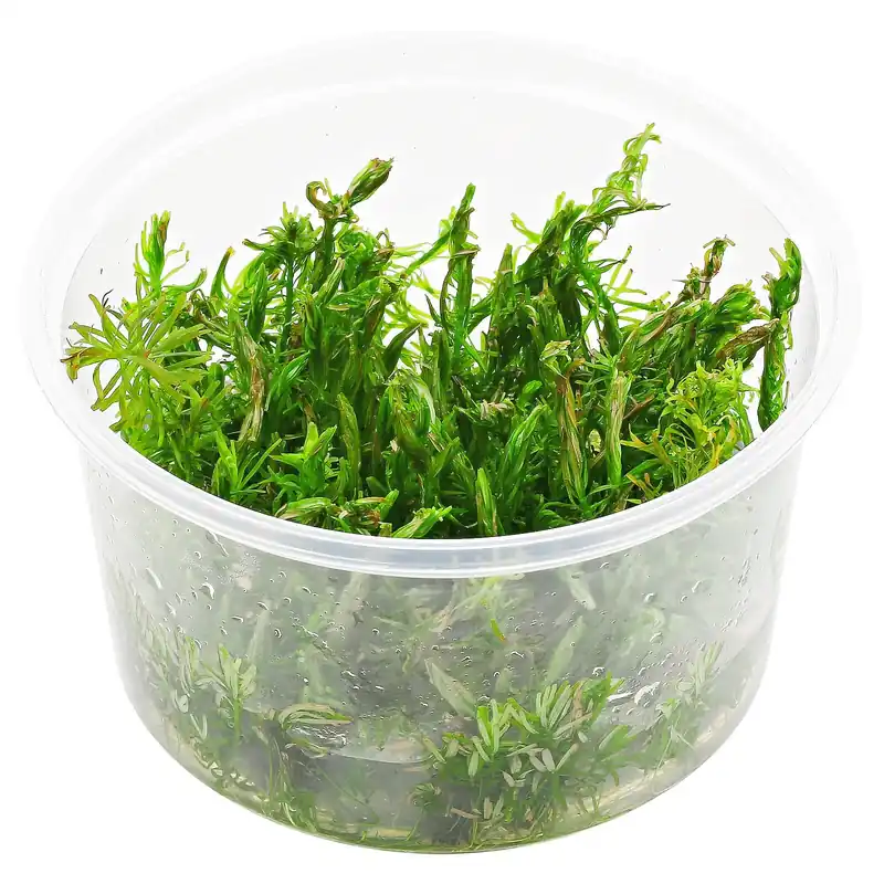 Preisreduziert Rotala sp. "Long Leaf" Schwierigkeit