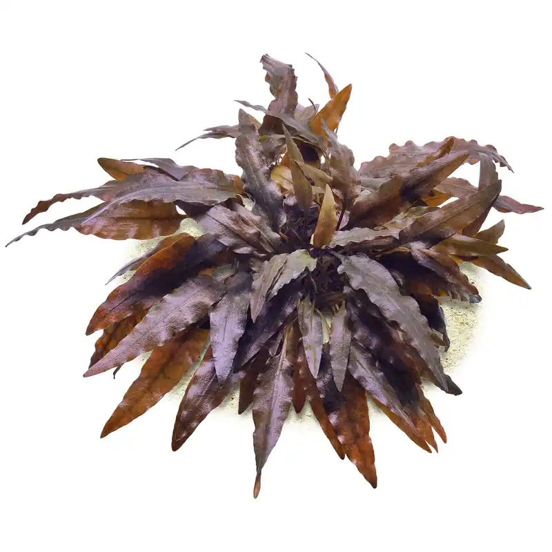 Jetzt Kaufen Cryptocoryne wendtii 'Rubella' Schwierigkeit