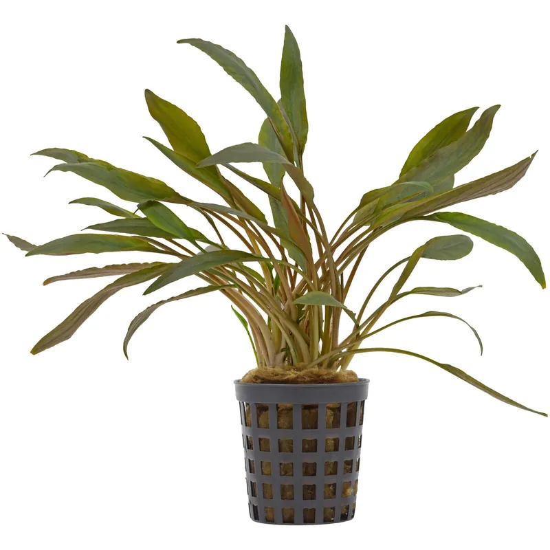 Cryptocoryne beckettii "Petchii Pink" Schwierigkeit Saisonangebot