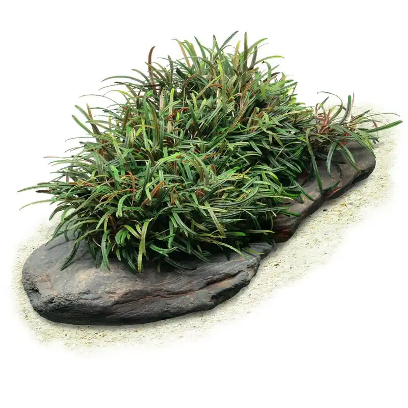 Bucephalandra filiformis Schwierigkeit Beliebt
