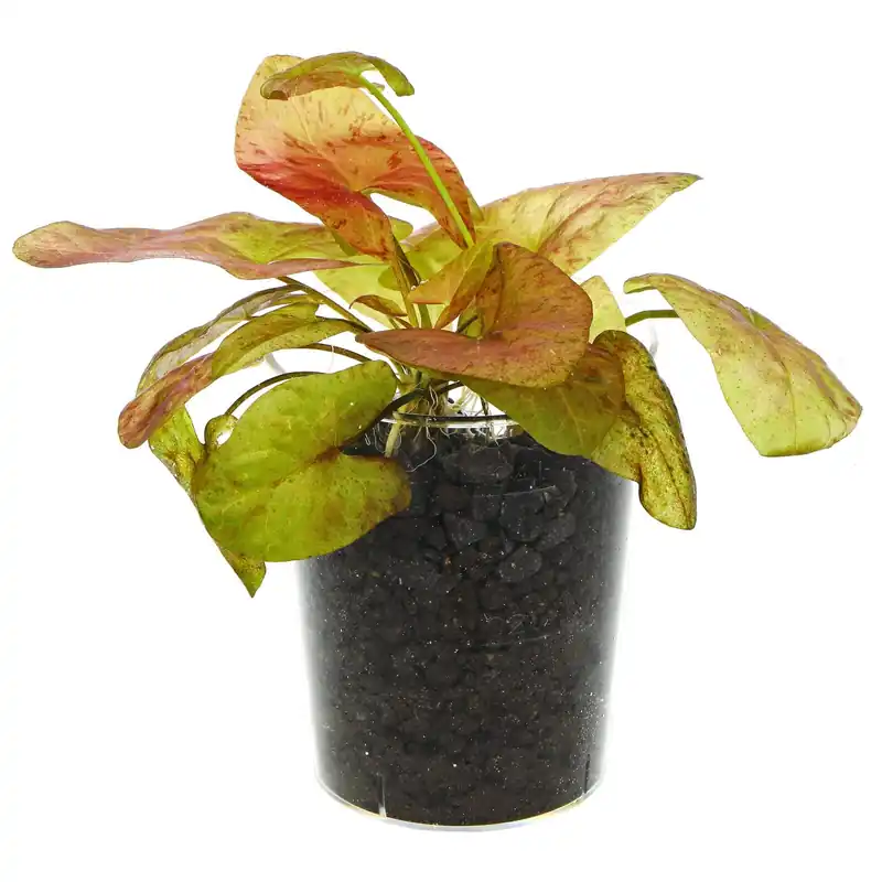 Top-Seller Nymphaea gardneriana "Santarem" Schwierigkeit