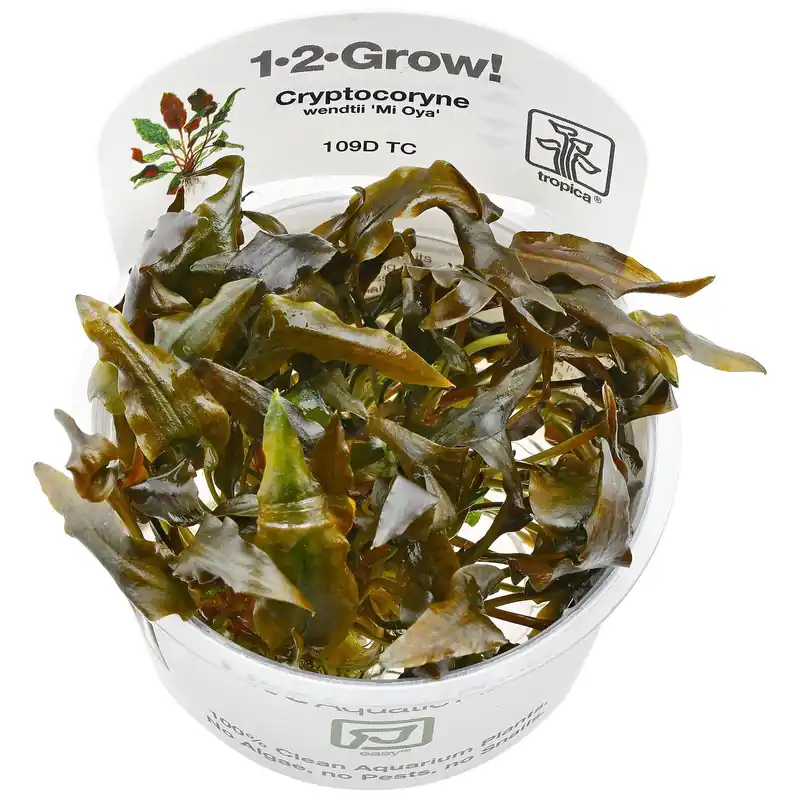 Zertifiziert Cryptocoryne wendtii 'Mi Oya' Schwierigkeit