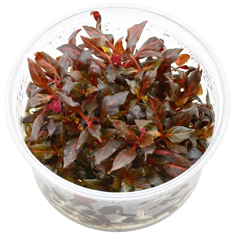 Must-Have Alternanthera reineckii 'Rosanervig' Schwierigkeit